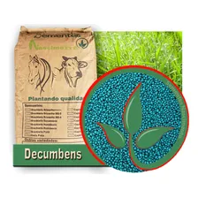 Sementes Incrustada Brachiaria Decumbens 5kg Pastagem Foto mini 1