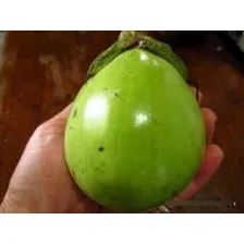 Sementes Jil贸 Gigante Ja铆ba - 1g = 190 Aproximadamentes Foto mini 2