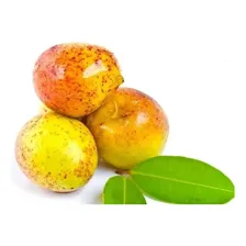Sementes Mangaba Mangabeira Hancornia Speciosa Fruta Nativa Foto mini 1