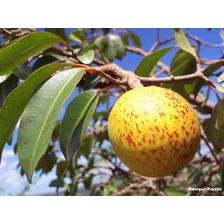Sementes Mangaba Mangabeira Hancornia Speciosa Fruta Nativa Foto mini 3