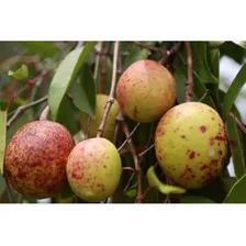 Sementes Mangaba Mangabeira Hancornia Speciosa Fruta Nativa Foto mini 2