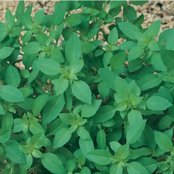 Sementes Manjericão Basil Basilicão (folha Fina) Topseed Foto 1