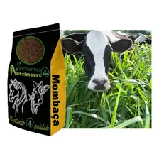 Sementes Para Pastagem 500g Capim Mombaça P/ Formar Piquetes Foto mini 1