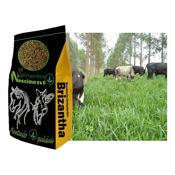 Sementes Pastagem Brachiaria Marandu 20kg. Foto 1