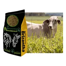 Sementes Pastagem Brachiaria Marandu 20kg. Foto mini 2