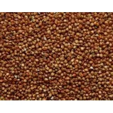 Sementes Sorgo Al Precioso 5kg + 1 Kg De Milho Iac Airam Foto  mini 1