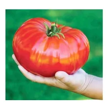Sementes Tomate Gaúcho Topseed Foto mini 4