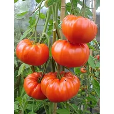Sementes Tomate Gaúcho Topseed Foto mini 2