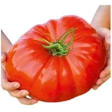 Sementes Tomate Gaúcho Topseed Foto mini 1