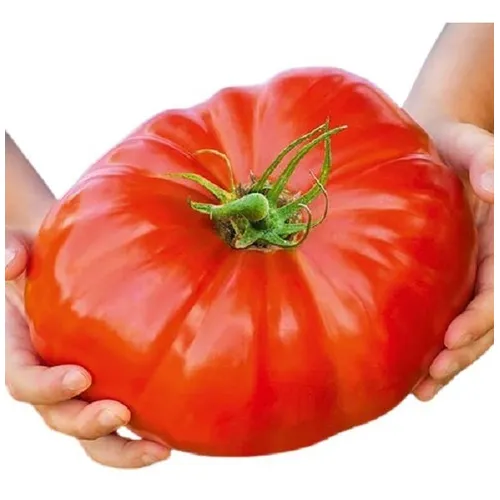 Sementes Tomate Gaúcho Topseed Foto 1