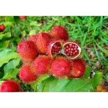Sementes Urucum Do Peru Árvore Ornamental Frutos + Vermelhos Foto mini 4