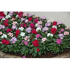 Sementes Vinca Anã Sortida Topseed Foto mini 3