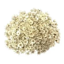Sempre Viva Florzinha Branca I Flores Desidratadas Foto mini 4