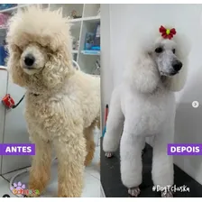 Shampoo Branqueador 5l - Tchuska Foto mini 2