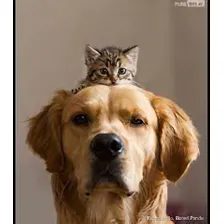 Shampoo Ostras Perigot 5 L, Alto Rendimento, Cães E Gatos Foto mini 3
