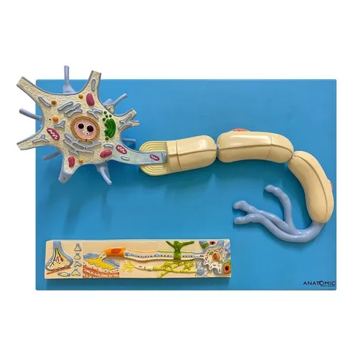 Sistema De Fisiologia Dos Nervos Central (Neurônios) Foto 1