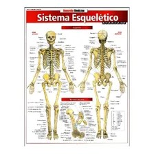 Sistema Esquelético - Resumão Foto mini 1
