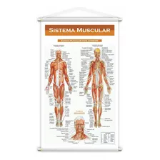Sistema Linfático + Sistema Muscular Kit 2 Banners 80x50cm Foto mini 2
