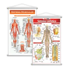 Sistema Linfático + Sistema Muscular Kit 2 Banners 80x50cm Foto mini 1