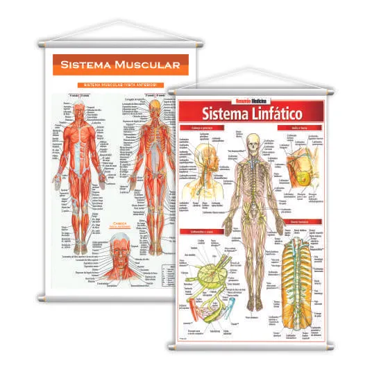 Sistema Linfático + Sistema Muscular Kit 2 Banners 80x50cm Foto 1