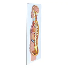 Sistema Nervoso Simpático Em Prancha Anatomic Premium Foto mini 3