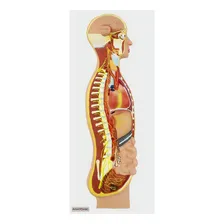 Sistema Nervoso Simpático Em Prancha Anatomic Premium Foto mini 1