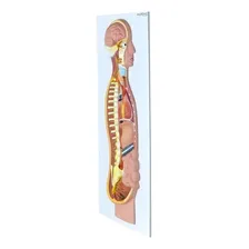 Sistema Nervoso Simpático Em Prancha Anatomic Premium Foto mini 2