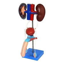 Sistema Urinário Masculino Em 9 Partes, Anatomia Foto mini 1