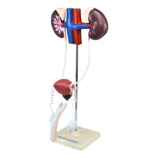 Sistema Urinário Masculino Em 9 Partes, Anatomia Foto  mini 1