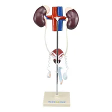 Sistema Urinário Masculino Em 9 Partes, Anatomia Foto mini 4