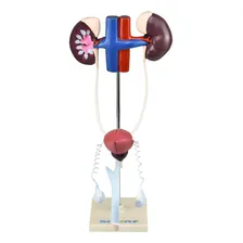 Sistema Urinário Masculino Em 9 Partes, Anatomia Foto mini  2