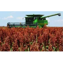 Sorgo Forrageiro Gigante 15kg Tipo Boliviano (forrageiro) Foto mini 3