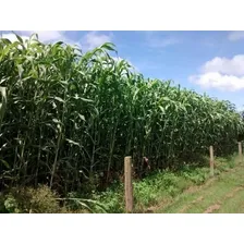 Sorgo Forrageiro Gigante 15kg Tipo Boliviano (forrageiro) Foto mini 1