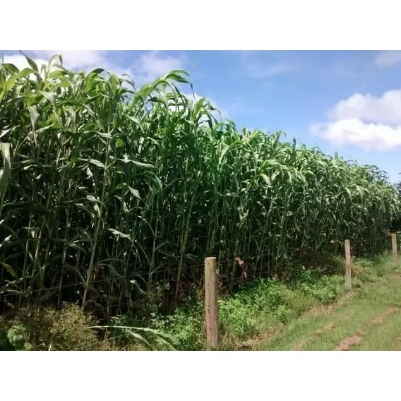 Sorgo Forrageiro Gigante 15kg Tipo Boliviano (forrageiro) Foto 1