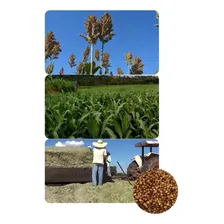 Sorgo Forrageiro Gigante Santa Elisa 15kg Sementes Foto mini 1