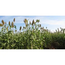 Sorgo Forrageiro Gigante Santa Elisa 15kg Sementes Foto mini 2