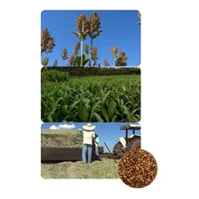 Sorgo Forrageiro Gigante Santa Elisa 250gr De Sementes Foto mini 1
