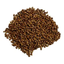 Sorgo Vassoura Iac 10v60 Tietê - Porte Alto- 1kg De Semente Foto  mini 1