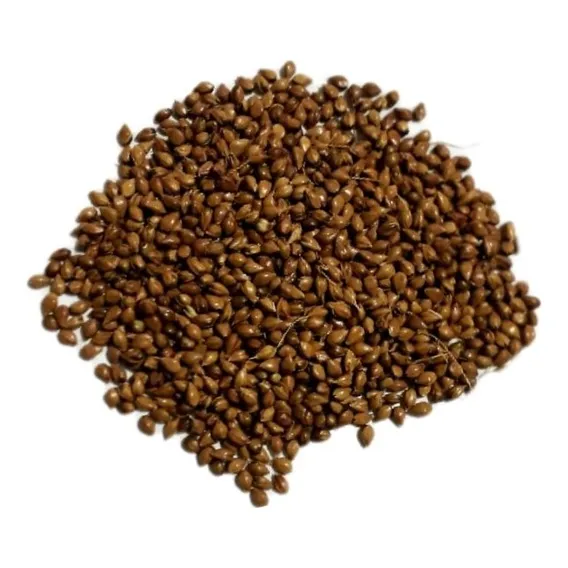 Sorgo Vassoura Iac 10v60 Tietê - Porte Alto- 1kg De Semente Foto 1