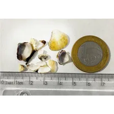 Substrato Aragonita Concha N°3 25kg Aqua Pedras Foto mini 1