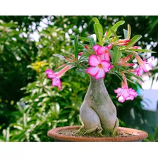 Substrato Especial Para Rosa Do Deserto 36l - Ecogarden Fertilizantes Foto mini  3