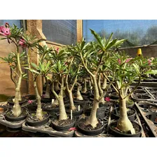 Substrato Especial Para Rosa Do Deserto 36l - Ecogarden Fertilizantes Foto mini 4