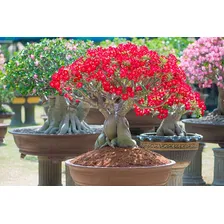 Substrato Especial Para Rosa Do Deserto 36l - Ecogarden Fertilizantes Foto mini  2
