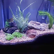Substrato Fertil Aquario Plantado Aquascape 5kg Solomon Foto mini 4