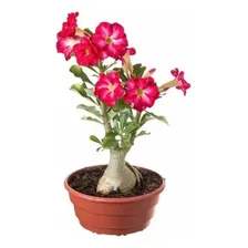 Substrato Rosa Do Deserto 3 Kg Calterra Foto mini 3