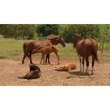 Suplemento Cavalo Potro Crescimento 3 Kg - Massa Muscular Foto mini 3