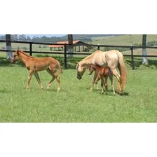 Suplemento Cavalo Potro Crescimento 3 Kg - Massa Muscular Foto mini 4