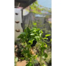 Suporte Corrente Havaiana N°4 AlumĂnio Para Pendurar Plantas Forma havaiana 1 Foto mini 4