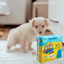 Tapete Higinico Super Secão Baby Slim 10un -filhote Novidade Foto mini 2