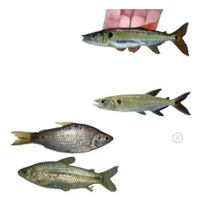 Tarrafa C/ Corrente Pesca Malha 3.5cm (35mm) Fio 0.50 20mt Foto mini  3
